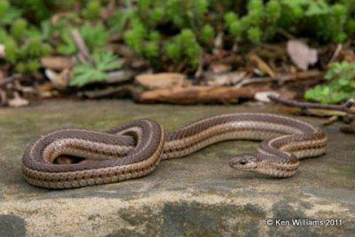 Lined Snake, Tropidoclonion lineatum, Backyard, Rogers Co, OK 4-3-08 R L300 5249.jpg