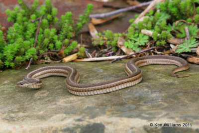 Lined Snake, Tropidoclonion lineatum, Backyard, Rogers Co, OK 4-3-08 R L300 5258.jpg