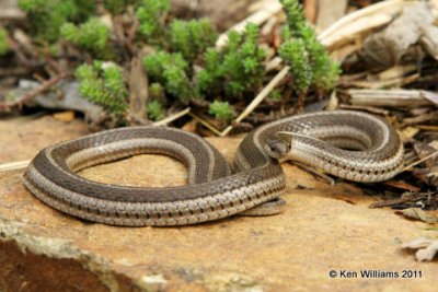 Lined Snake, Tropidoclonion lineatum, Backyard, Rogers Co, OK 4-3-08 R L300 5262.jpg