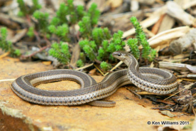 Lined Snake, Tropidoclonion lineatum, Backyard, Rogers Co, OK 4-3-08 R L300 5265.jpg