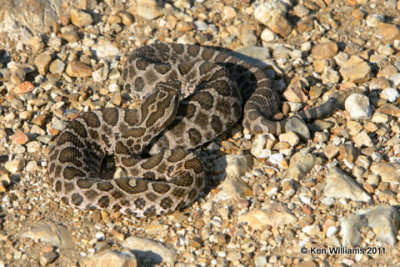 Western Messasauga, Homestead Ranch, Chase Co, KS 6-20-08 R L300 0321.jpg