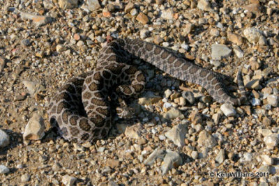 Western Messasauga, Homestead Ranch, Chase Co, KS 6-20-08 R L300 0323.jpg
