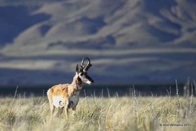 Pronghorn Antelope buck, N. Riverton, WY, 6-5-10, Ja 8370.jpg