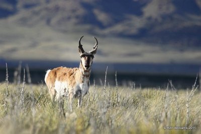 Pronghorn Antelope buck, N. Riverton, WY, 6-5-10, Ja 8379.jpg