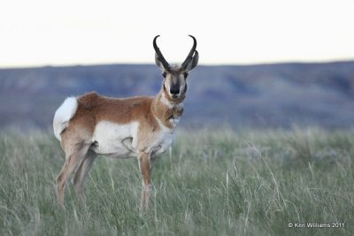 Pronghorn Antelope buck, N. Riverton, WY, 6-5-10, Ja 8465.jpg