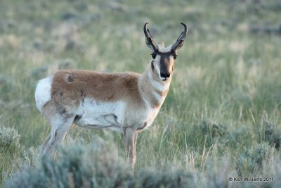 Pronghorn Antelope buck, N. Riverton, WY, 6-6-10, Ja 8406.jpg
