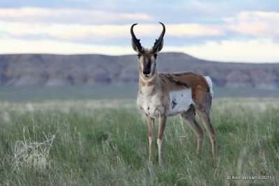 Pronghorn Antelope buck, N. Riverton, WY, 6-6-10, Ja 8437.jpg