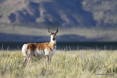 Pronghorn Antelope doe, N. Riverton, WY, 6-5-10, Ja 8373.jpg