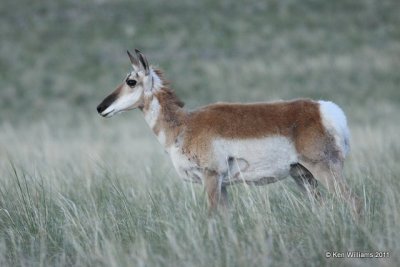 Pronghorn Antelope doe, N. Riverton, WY, 6-5-10, Ja 8466.jpg