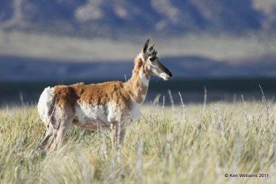 Pronghorn Antelope doek, N. Riverton, WY, 6-5-10, Ja 8375.jpg