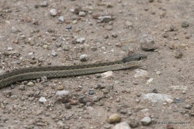 Lined Snake, West of Gunnison, CO, 9-31-11, Ja 9726.jpg
