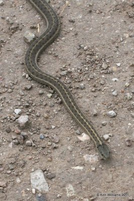 Lined Snake, West of Gunnison, CO, 9-31-11, Ja 9730.jpg