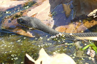 Plain-bellied Watersnake - Yellow-bellied subspecies, Oxley Nature Center, Tulsa Co, OK, 10-3-11, Ja2 5699.jpg