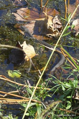 Plain-bellied Watersnake - Yellow-bellied subspecies, Oxley Nature Center, Tulsa Co, OK, 10-3-11, Ja2 5700.jpg