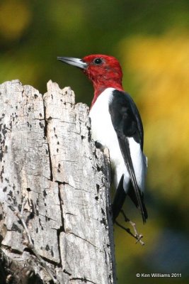 : Red-headed Woodpecker :