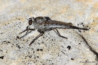 Robber Fly, Camp Billy Joe, Kenton, OK 8-24-11, Ja 4708.jpg