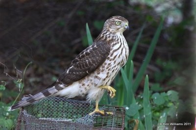 Sharp-shinned Hawk 1st year, Owasso yard, Rogers Co, OK, 10-5-11, Ja 5709.jpg