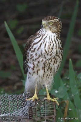 Sharp-shinned Hawk 1st year, Owasso yard, Rogers Co, OK, 10-5-11, Ja 5712.jpg