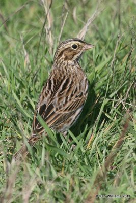 Savannah Sparrow, Norman, OK, 11-9-12, Ja, 4533.jpg