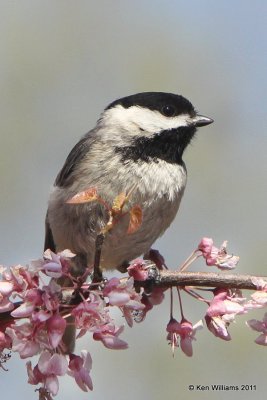 Carolina Chickadee