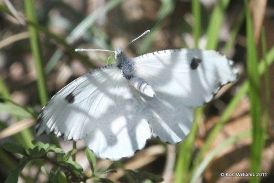 Flacate Orange-tip, Nowata Land, Nowata Co, OK, 4-11-11, Ja2 6869.jpg