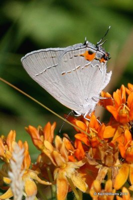 Gray Hairstreak