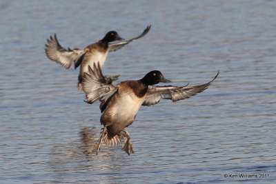 :Lesser Scaup: