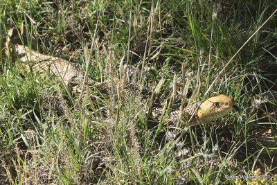 Bullsnake, Black Mesa, OK, 8-29-10, Ja2 7676.jpg