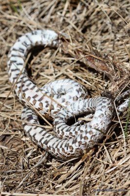 Prairie Kingsnake belly, Sooner Lake, Noble Co, OK, 8-16-11, Jpa 3691.jpg