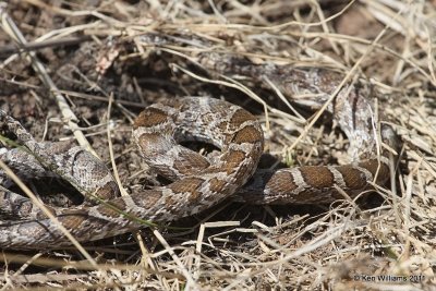 Prairie Kingsnake, Sooner Lake, Noble Co, OK, 8-16-11, Jpa 3690.jpg
