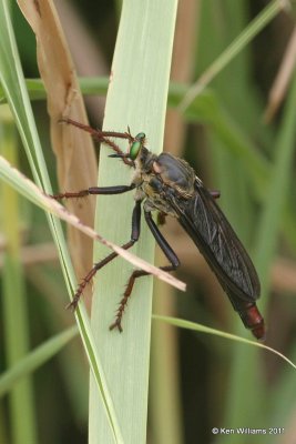 Robber Fly - Microstylum morosum, Below Pawnee Lake, Pawnee Co, OK, 7-7-11, Ja 3784.jpg