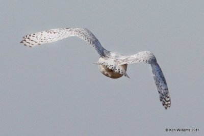 Snowy Owl - immature male, Marland, OK, 12-21-11 Ja_5838.jpg