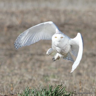 :Snowy Owl :