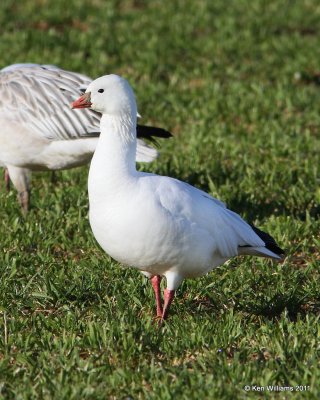 Rosss Goose, Sequoyah NWR, OK, 12-28-11, Ja_6384.jpg