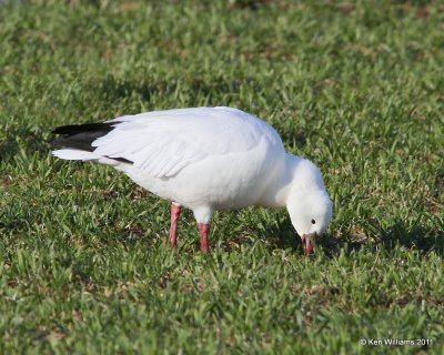 Ross's Goose, Sequoyah NWR, OK, 12-28-11, Ja_6392.jpg