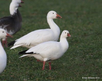 Ross's Goose adult & Snow Goose - white adult, Sequoyah NWR, OK, 1-7-12, Ja_7128.jpg