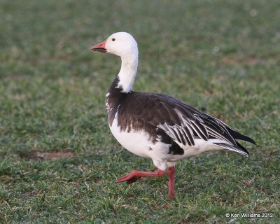 Snow Goose - intergrade adult, Sequoyah NWR, OK, 1-7-12, Ja_7107.jpg