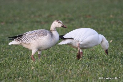 Snow Goose - white juvenile left & white adult right, Sequoyah NWR, OK, 1-7-12, Ja_7119.jpg