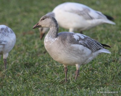 Snow Goose - white juvenile, Sequoyah NWR, OK, 1-7-12, Ja_7109.jpg