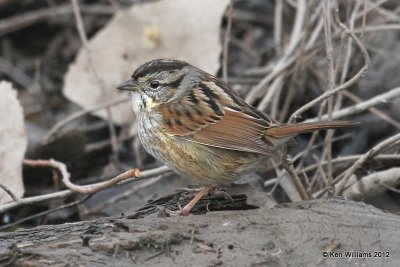 Swamp Sparrow, Sequoyah NWR, OK, 1-7-12, Ja_7201.jpg