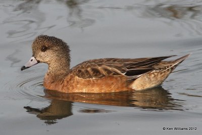American Wigeon female, South Padre Island, TX, 1-22-12, Ja_2257.jpg