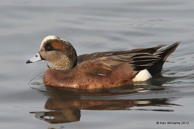 American Wigeon male, South Padre Island, TX, 1-22-12, Ja_2252.jpg