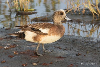 American Wigeon nonbreeding male, South Padre Island, TX, 1-22-12, Ja_2348.jpg