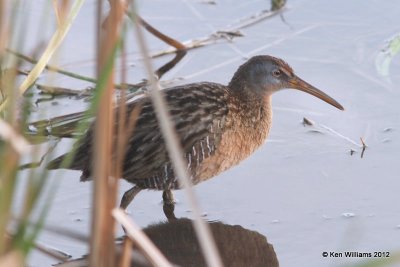 Clapper Rail, South Padre Island, TX, 1-22-12, Ja_2400.jpg