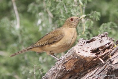 Clay Colored Thrush