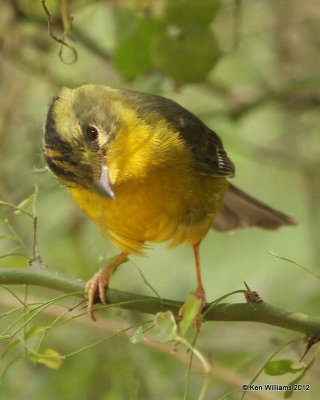 Rio Grande Valley January 2012