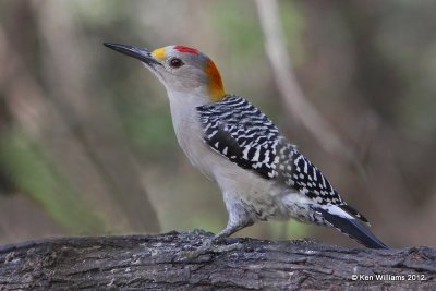 Golden-fronted Woodpecker male, Salineno, TX, 1-17-12, Ja 814.jpg