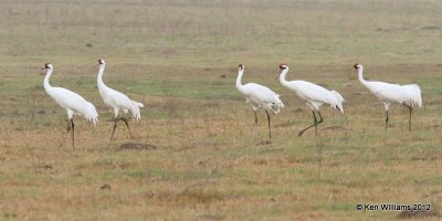 Whooping Cranes, Goose Island, TX, 1-25-12, Ja_7421.jpg