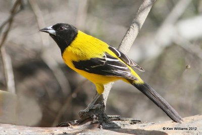 :Audubon Oriole: