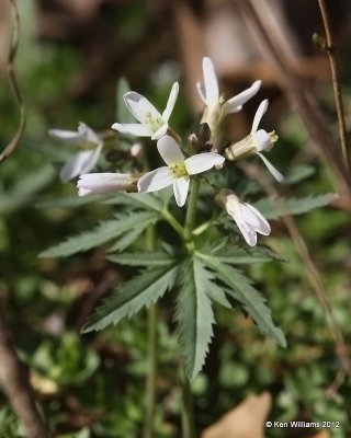 Toothwort, Dentaria laciniata, Cookson WMA, Cherokee Co, OK, 3-5-12, Ja_8643.jpg